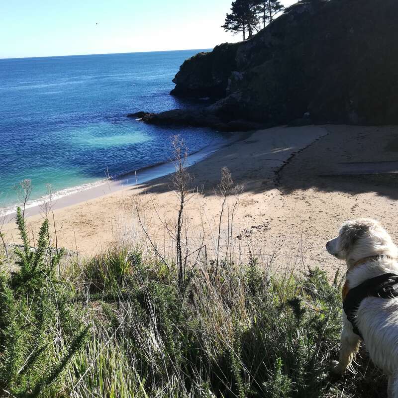 Un perro con un arnés está de pie en unos acantilados cubiertos de hierba, con vistas a una apartada playa de arena. El océano, de un azul cristalino, baña suavemente la costa que se extiende a sus pies, con afloramientos rocosos y árboles en las inmediaciones.
