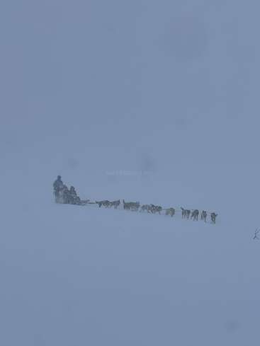 Deux personnes chevauchent un traîneau tiré par un attelage de chiens dans une épaisse couche de neige, dans un blizzard, au milieu d'un vaste paysage blanc et hivernal.