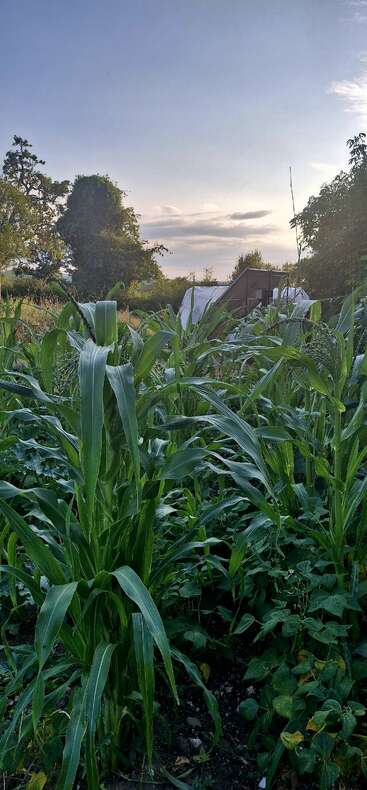 Plantas altas de milho enchem um jardim verdejante, com um pequeno galpão e árvores ao fundo. O céu está calmo durante o pôr do sol. Cena tranquila.