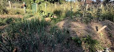The image shows a sunlit vegetable garden with rows of green onions, climbing tomato plants, straw mulch, and various other plants, surrounded by grass and fencing.