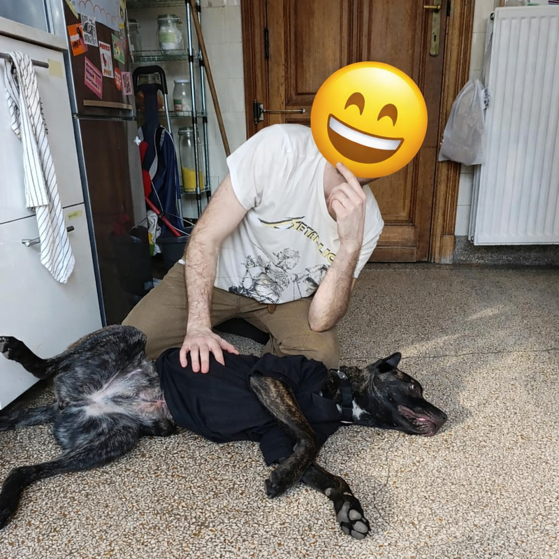 Eine Person, deren Gesicht von einem Smiley-Emoji verdeckt wird, posiert spielerisch und streichelt einen fröhlichen Hund, der auf dem Rücken liegt. Kulisse: eine Küche, entspannte und fröhliche Atmosphäre.