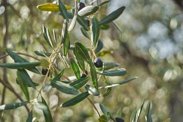 This image shows branches of an olive tree with green leaves and black olives growing. The background is softly blurred, giving a natural, peaceful ambiance.