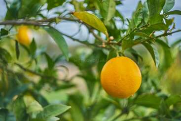 A ripe orange hangs from a green leafy branch, with another orange blurred in the background. The scene is vibrant, fresh, and suggests a sunny orchard atmosphere.