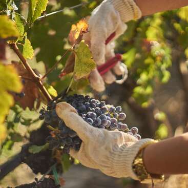 Une personne portant des gants récolte des raisins violets mûrs sur une vigne à l'aide d'un sécateur, par une journée ensoleillée, entourée de feuilles vertes et jaunes.