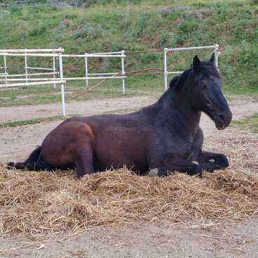 A dark brown horse is comfortably lying on a bed of straw inside an outdoor enclosure. The background shows green grass, fencing, and a gentle hillside.