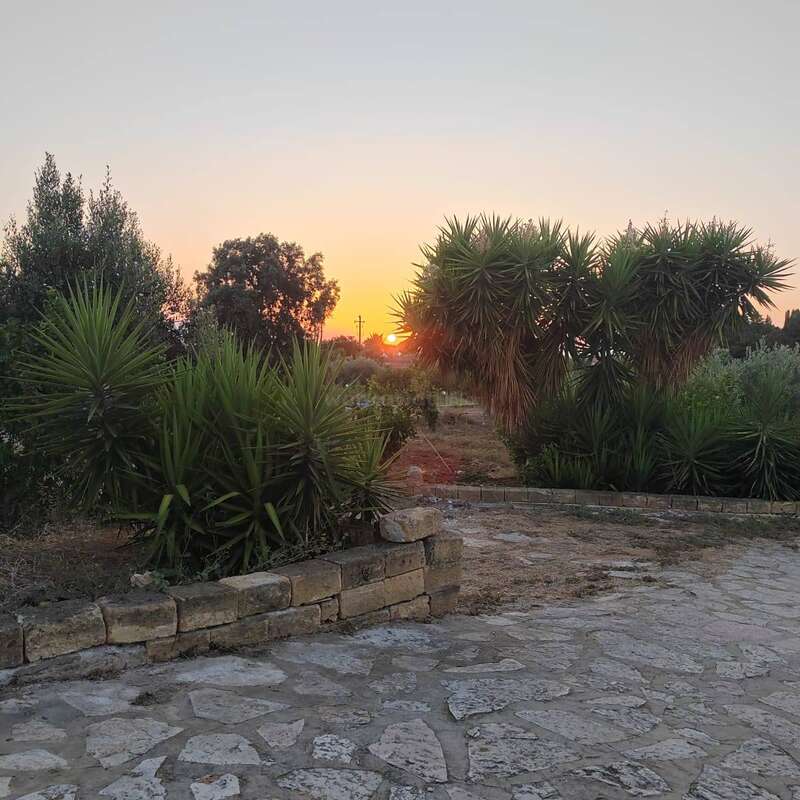 A peaceful stone pathway leads through spiky green plants and trees, with a glowing sunset on the horizon under a clear, pale sky, creating tranquility.