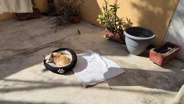 Un petit chien est confortablement allongé dans un lit noir orné d'une empreinte de patte, profitant du soleil dans un patio entouré de plantes en pot et d'ombres.