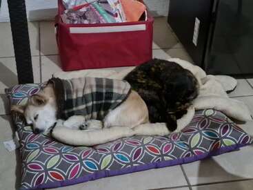 A dog wearing a plaid sweater and a cat are cuddled together, sleeping peacefully on a colorful cushion in a cozy indoor setting.