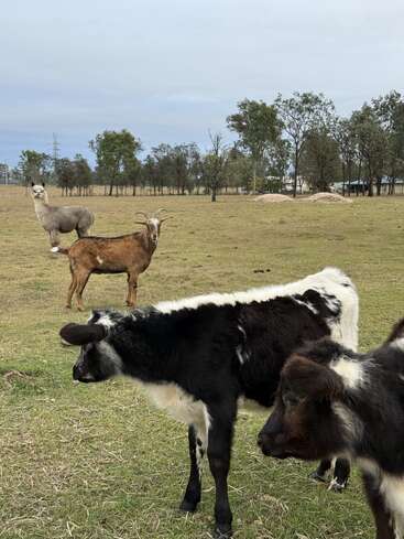 En un campo cubierto de hierba, dos terneros de pie en primer plano, con una cabra parda y una llama pastando más atrás. Se ven árboles y un granero.