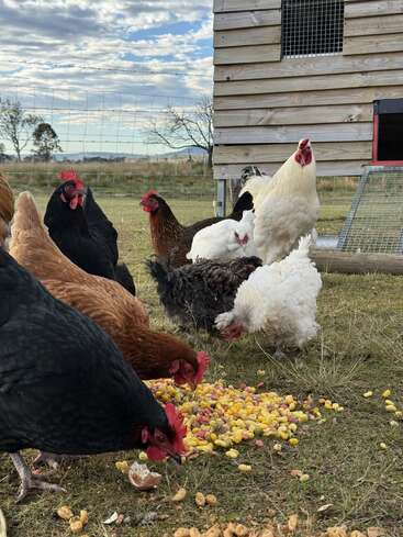 Un grupo de gallinas de varios colores buscan comida y comen en la hierba junto a un gallinero de madera, bajo un cielo azul parcialmente nublado.