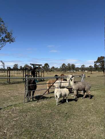En un soleado prado rural, unas alpacas y una oveja permanecen de pie junto a una verja metálica. Los árboles y el cielo azul crean un ambiente tranquilo y campestre.