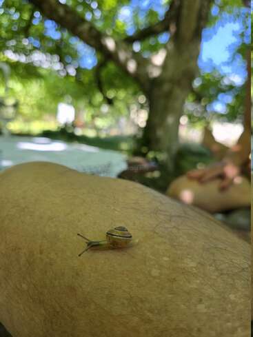 Un petit escargot à la coquille rayée rampe sur la jambe d'une personne. La scène se déroule à l'extérieur, sous une voûte d'arbres luxuriante, verte et ensoleillée. Atmosphère paisible.