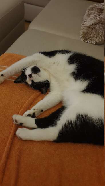 Un gato blanco y negro está tumbado de espaldas, estirado cómodamente sobre una manta naranja, con aspecto muy relajado y acogedor en un apacible entorno hogareño.