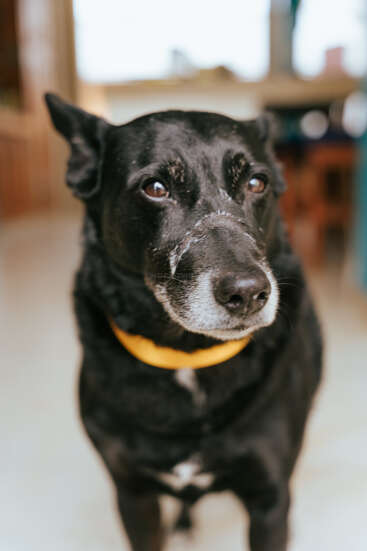 A close-up image of a black dog with white fur on its snout, wearing a yellow collar, standing indoors with a soft background blur.