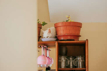 A white cat is sitting on top of a wooden cabinet, hidden between potted plants, drinking from a bowl. Pink wine glasses hang below, mugs beside.