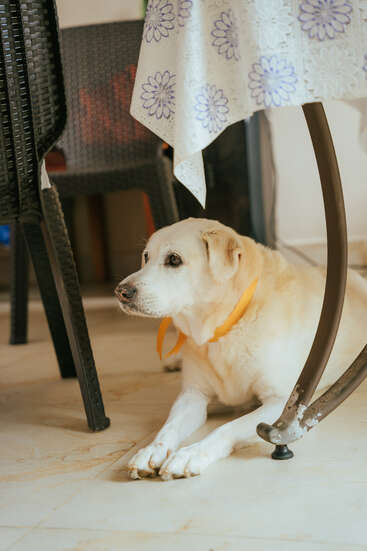 A yellow Labrador dog wearing a yellow ribbon lies on a tiled floor under a table with a floral tablecloth, surrounded by black woven chairs indoors.