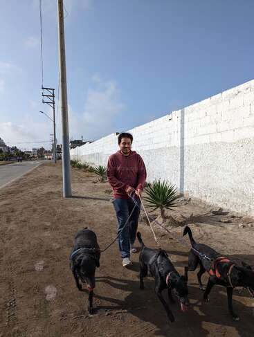 A person in a red hoodie is walking three black dogs on leashes along a dirt path next to a white wall and some green plants.
