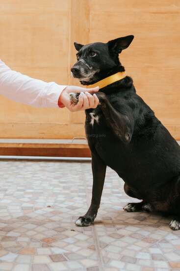 Un chien noir avec un collier jaune est assis sur un sol carrelé et lève la patte pour serrer la main d'une personne portant une chemise blanche à manches longues.