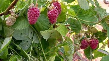 This image shows ripe red raspberries and unripe green ones growing on a leafy bush, surrounded by healthy green leaves under natural sunlight in a garden.