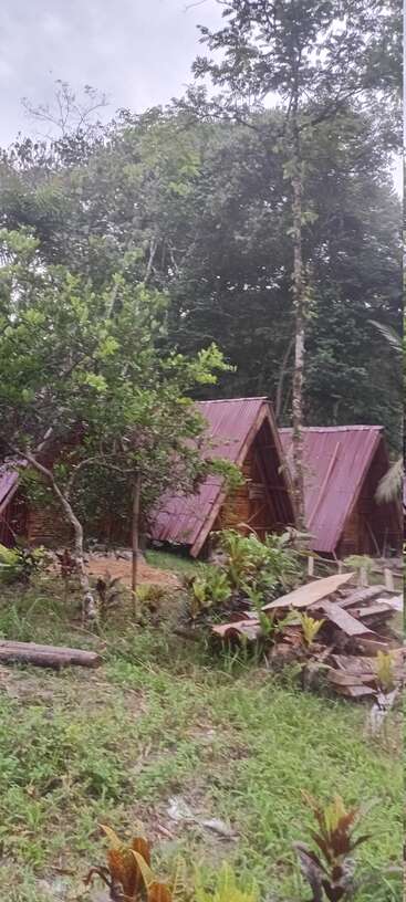 Drei kleine Holzhütten in A-Form mit roten Dächern liegen eingebettet inmitten von üppigem Grün und hohen Bäumen, umgeben von Gras, Baumstämmen und Pflanzen in einem Wald.