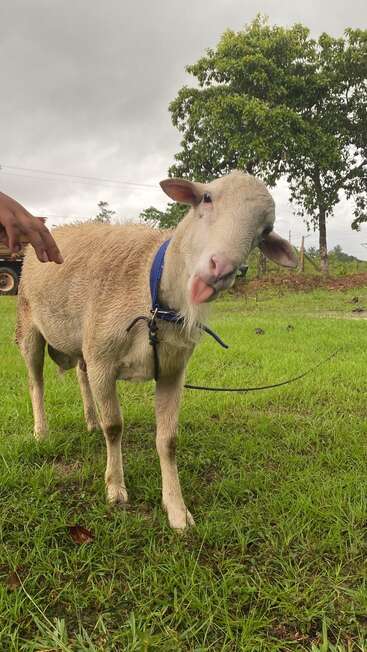 A sheep with a blue collar stands on green grass, playfully sticking out its tongue. A hand reaches toward it. Trees and cloudy skies behind.