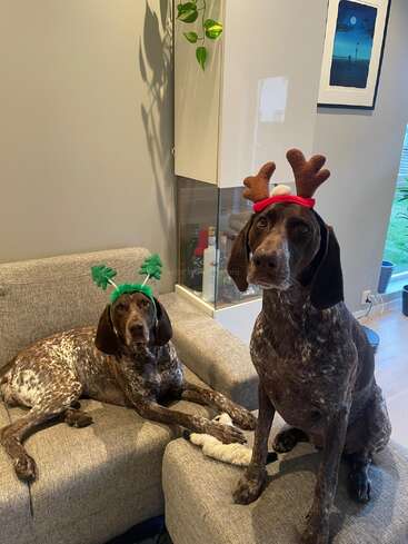 Deux chiens bruns et blancs sont assis sur un canapé gris et portent des bandeaux en bois de cerf. La pièce est confortable, décorée de plantes et d'œuvres d'art accrochées au mur.