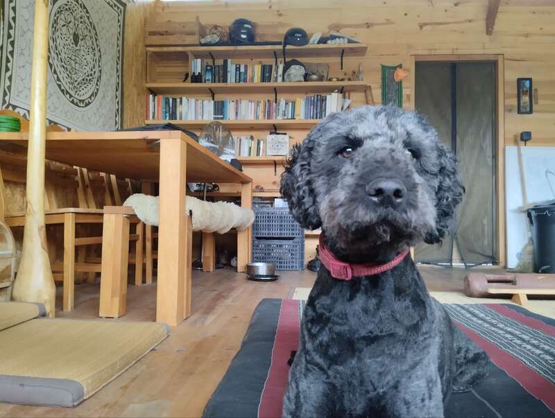 Ein schwarzhaariger Hund mit rotem Halsband sitzt drinnen auf einem gestreiften Teppich. Dahinter stehen Bücherregale, ein Holztisch und eine gemütliche, rustikale Einrichtung.