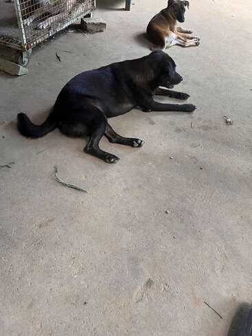 Deux chiens sont couchés sur un sol en béton. L'un est noir et plus grand, tandis que l'autre est brun et plus petit. Un chien en cage apparaît au-dessus.