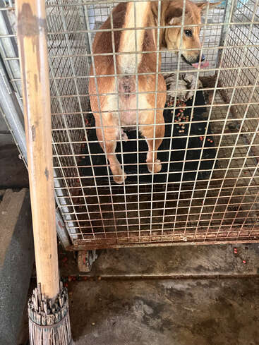 A brown dog stands inside a metal cage, looking back with its tongue out. There’s scattered food on the cage floor, and a broom nearby outside.