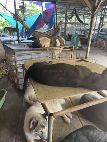 Several dogs are comfortably sleeping on and under tables in a sheltered, open space. Colorful hammocks and tarps hang nearby, creating a relaxed, shaded environment.