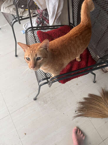 An orange cat stands on a metal chair with a red mat. Nearby are a broom, a bare foot, and some clothes on another chair.