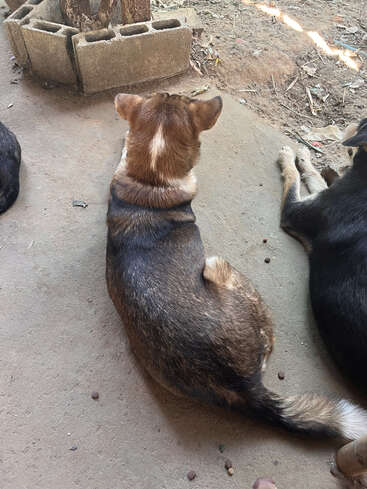 A brown dog sits on concrete ground facing away, near a black dog. Sunlight and leaves scatter across the dry dirt and cement blocks nearby.