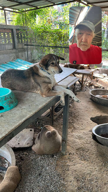 A relaxed dog lies on a table in a rustic outdoor kennel. An inset shows an elderly man with a gray beard and cap, wearing red.