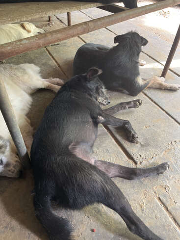 Three dogs are lying on a concrete floor under a metal structure, resting peacefully in the shade. The scene feels calm, cozy, and relaxed overall.