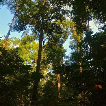 L'image représente une scène de forêt sereine, avec des arbres imposants aux feuilles verdoyantes et un ciel d'un bleu éclatant, évoquant un sentiment de beauté naturelle et de tranquillité.