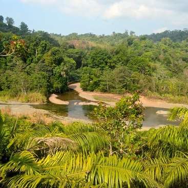 L'image représente une rivière sereine s'écoulant à travers une forêt tropicale luxuriante, avec une verdure éclatante et une rive sablonneuse, le tout sur fond de ciel bleu vif.