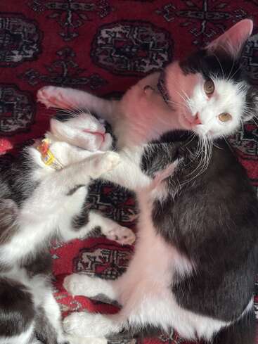 Dois gatos, um preto e outro branco, estão deitados juntos, brincando, sobre um tapete com estampa vermelha; um deles está aconchegado, enquanto o outro olha com curiosidade para a câmera, sob a luz do sol.