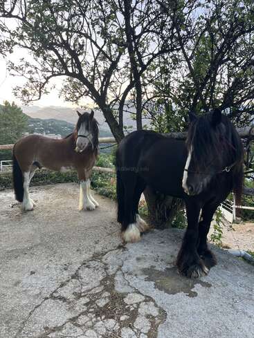 Dos hermosos caballos, uno marrón y otro negro, se encuentran en un camino de cemento bajo un árbol, con montañas y vegetación visibles en el apacible fondo.