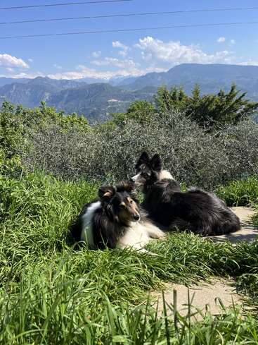Dos perros esponjosos se relajan en la hierba verde en un día soleado, con hermosas montañas, cielo azul y nubes que crean un fondo tranquilo. Un entorno tranquilo y pintoresco.