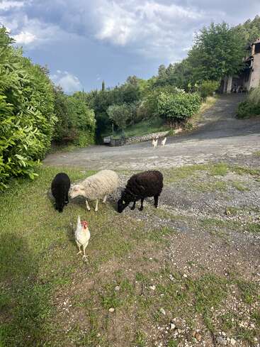 Tres ovejas -dos negras y una blanca- pastan sobre hierba verde. Cerca hay una gallina blanca. Dos gallinas más suben por un camino de piedra rodeado de exuberante vegetación.