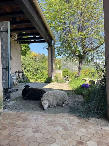 Dos ovejas, una negra y otra blanca, descansan plácidamente en un patio a la sombra fuera de una casa, rodeadas de exuberante vegetación, árboles y vistas panorámicas del campo.