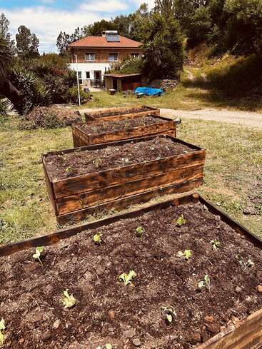 Three wooden raised garden beds with young plants are in the foreground. In the background, a house with a red roof is surrounded by greenery and trees.