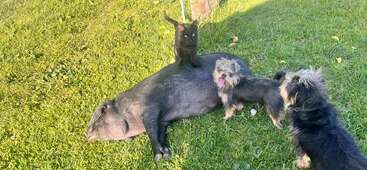Ein schwarzes Schwein liegt auf grünem Gras. Eine schwarze Katze sitzt auf seinem Rücken. Zwei kleine, struppige Hunde stehen daneben, und alle genießen die sonnige Natur.