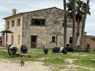 Hinter einigen schwarz-weißen Schweinen, die auf dem grünen Gras grasen, steht ein rustikales Steinhaus. Ein kleiner Hund läuft voraus; hohe Palmen spenden in der Nähe Schatten.
