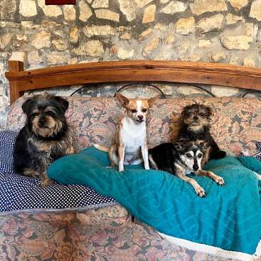 Vier entzückende Hunde sitzen zusammen auf einem Sofa mit Blumenmuster und einer blaugrünen Decke vor einer rustikalen Steinwand und wirken in dieser gemütlichen Umgebung ganz entspannt und behaglich.