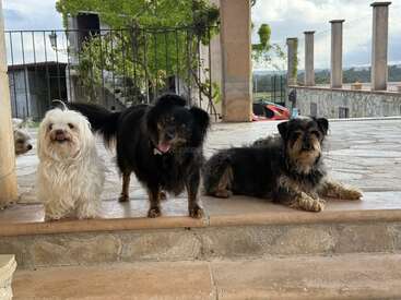 Drei entzückende Hunde sitzen draußen auf einer Steintreppe und posieren. Im Hintergrund sieht man eine rustikale Terrasse mit Steinsäulen, viel Grün und einem malerischen Blick auf die Landschaft.