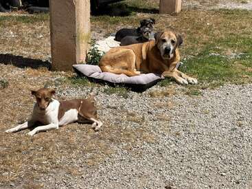 Drei Hunde entspannen sich an einem sonnigen Tag im Freien. Zwei liegen auf Kissen, während einer auf dem Kies ruht. Die Umgebung ist trocken und grasbewachsen. Friedliche Atmosphäre.