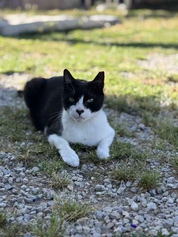 Eine schwarz-weiße Katze liegt draußen auf einer Fläche aus Gras und Kies und blickt ruhig in die Kamera – mit einem aufmerksamen, aber entspannten Ausdruck.