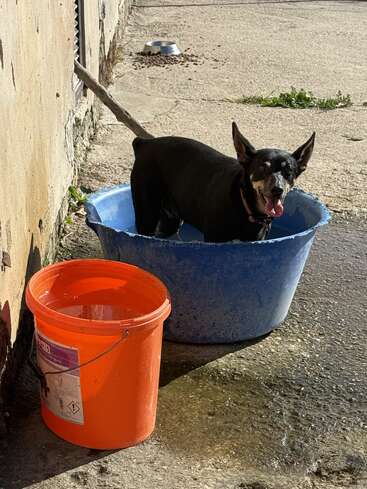 Ein fröhlicher schwarzer Hund steht in einer blauen Plastikwanne voller Wasser und kühlt sich ab. Ein orangefarbener Eimer und ein Metallnapf stehen daneben auf dem Bürgersteig.