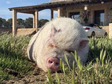 Ein flauschiges weißes Schwein ruht sich friedlich auf dem grünen Gras vor einem Haus aus, neben dem ein Auto geparkt ist, und genießt den warmen, sonnigen Nachmittag.